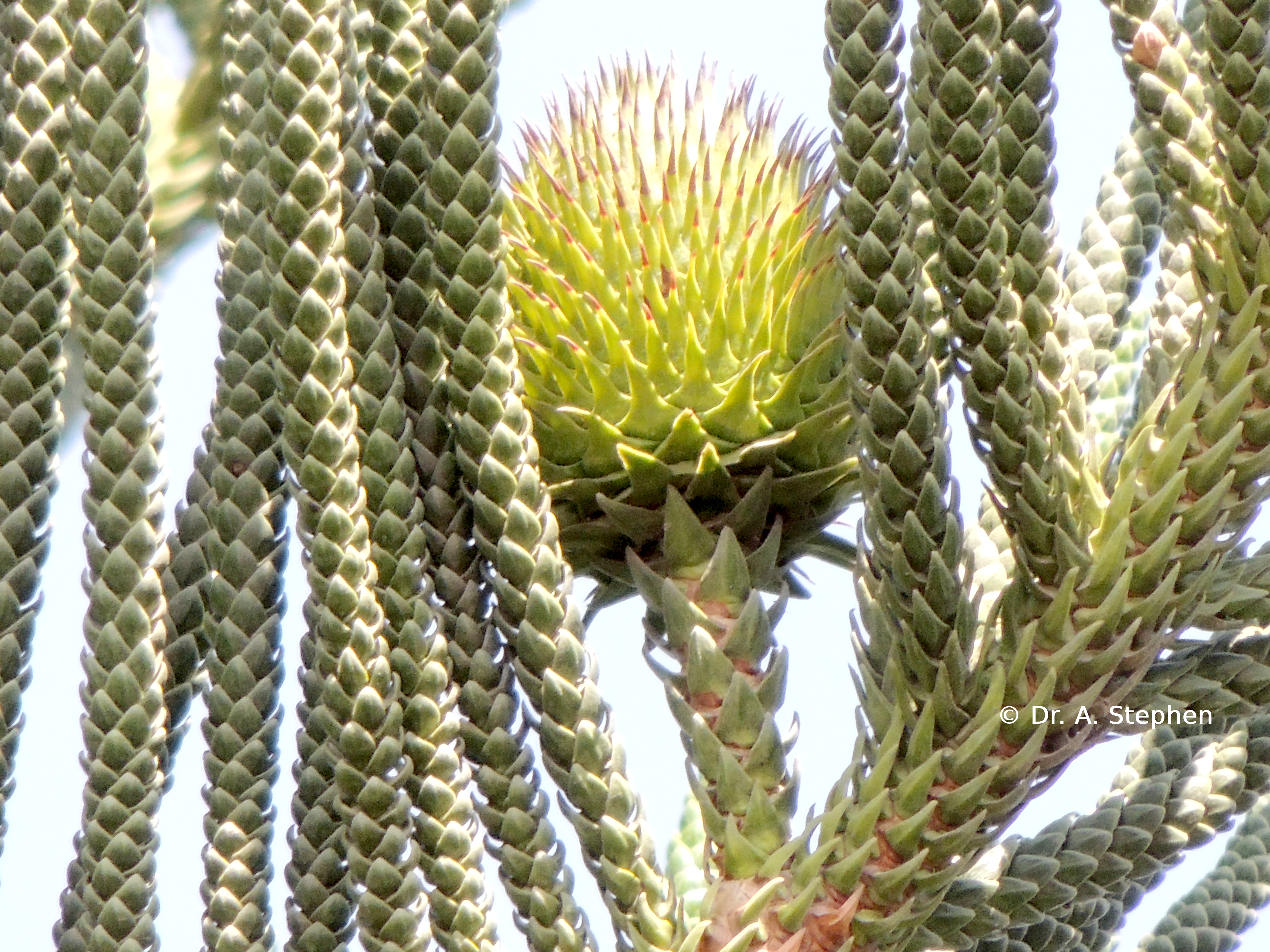 Cook's Pine