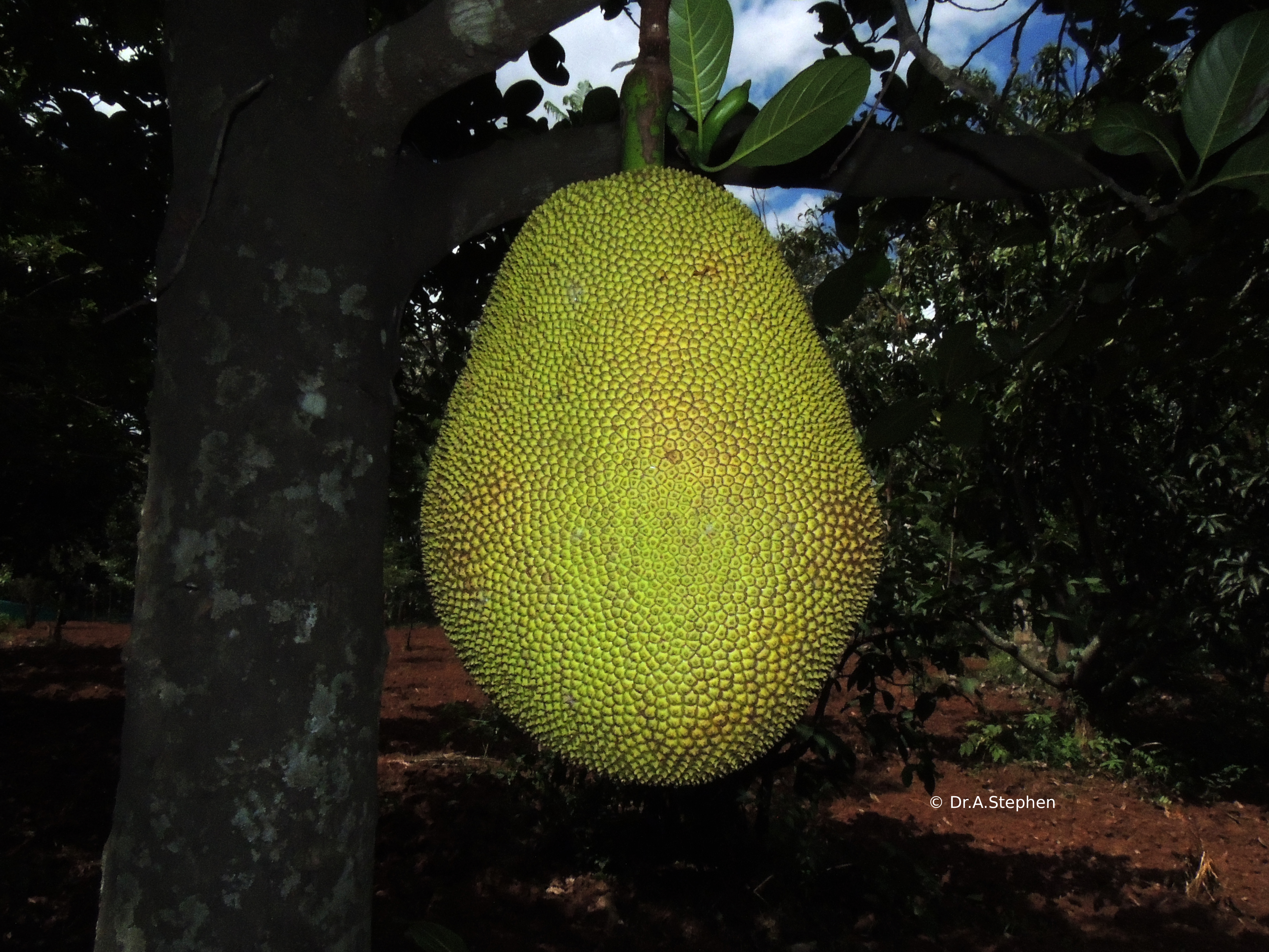 Jackfruit Tree