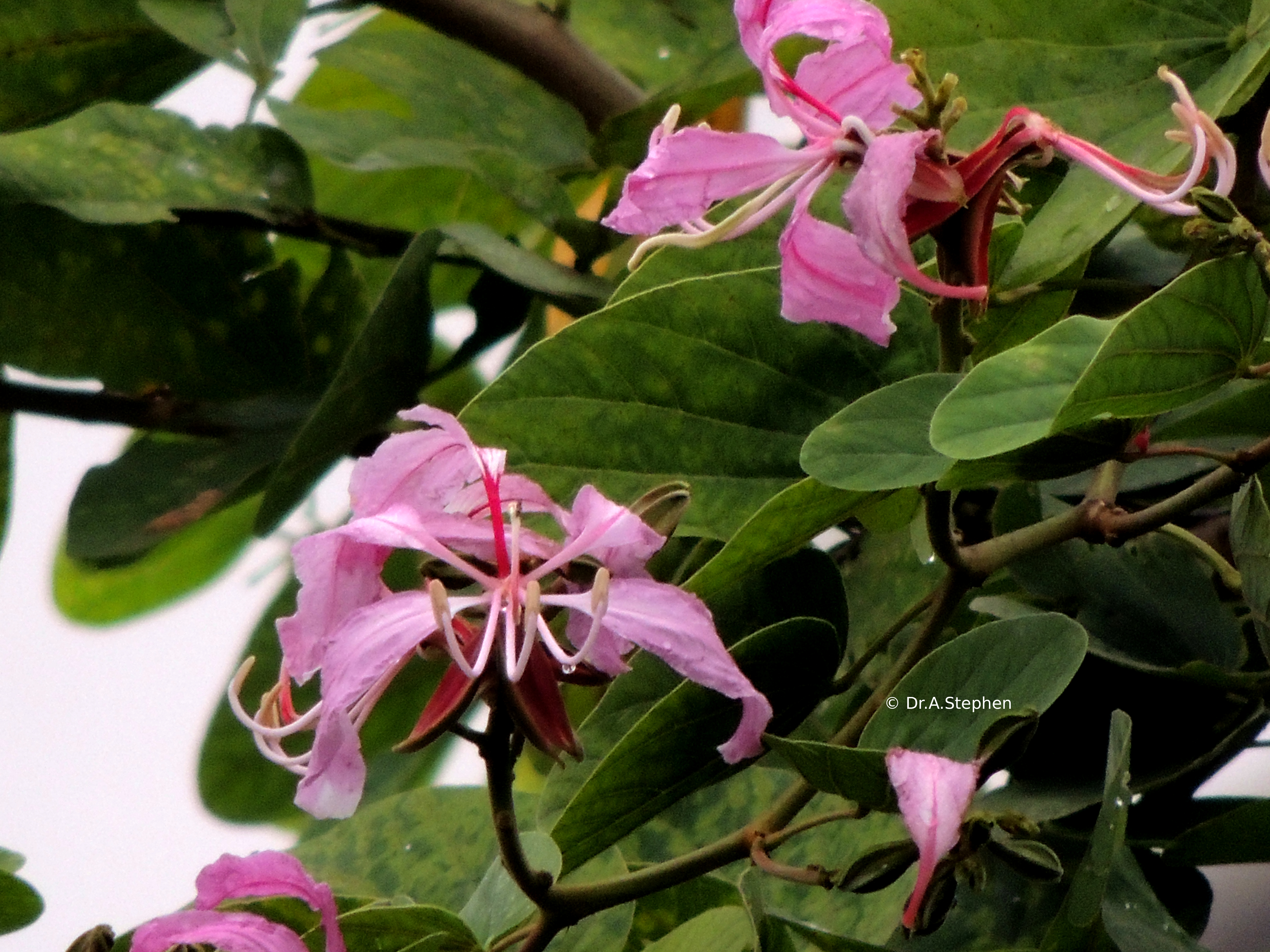 Purple Orchid Tree