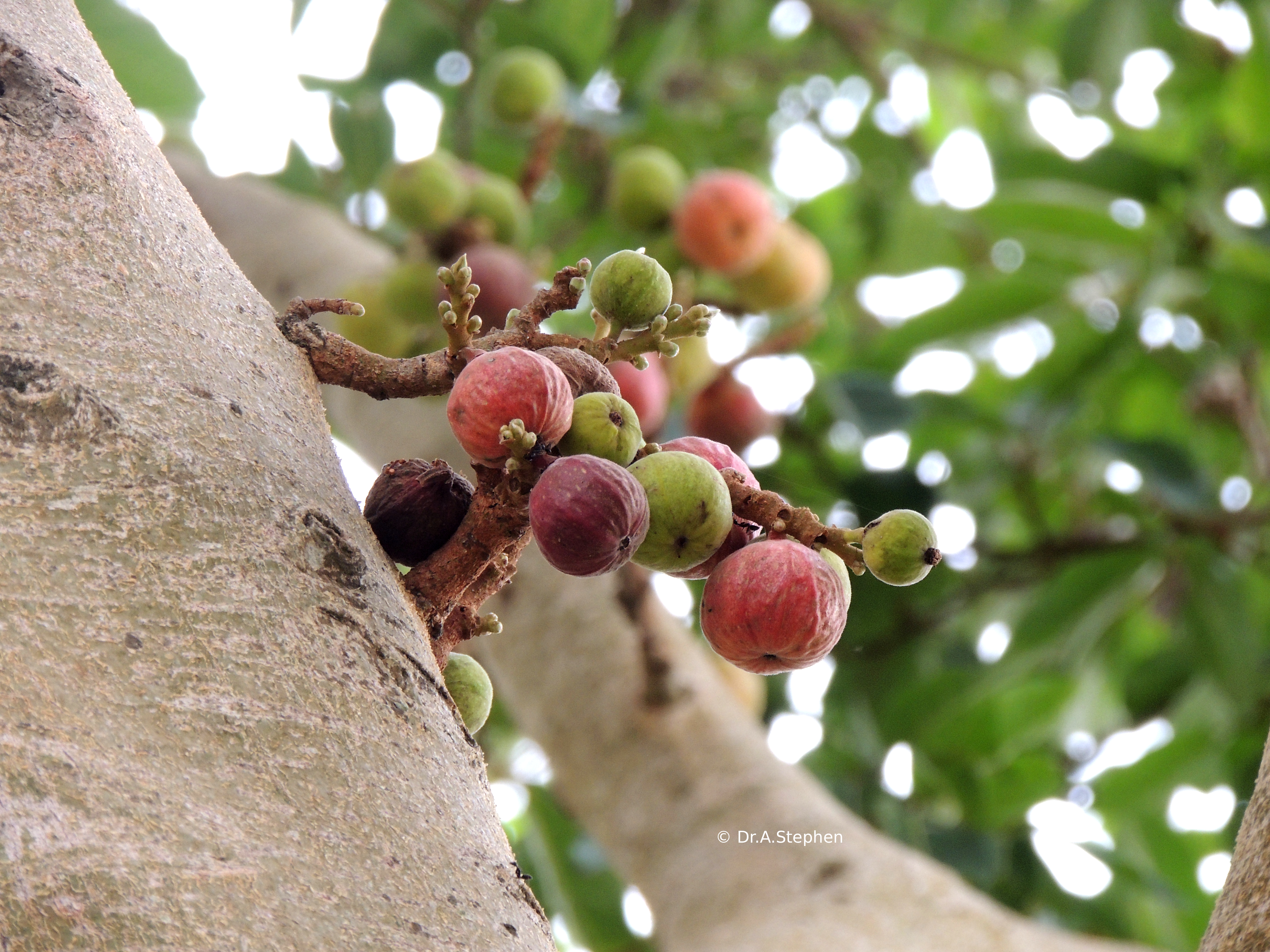 Cluster Fig Tree