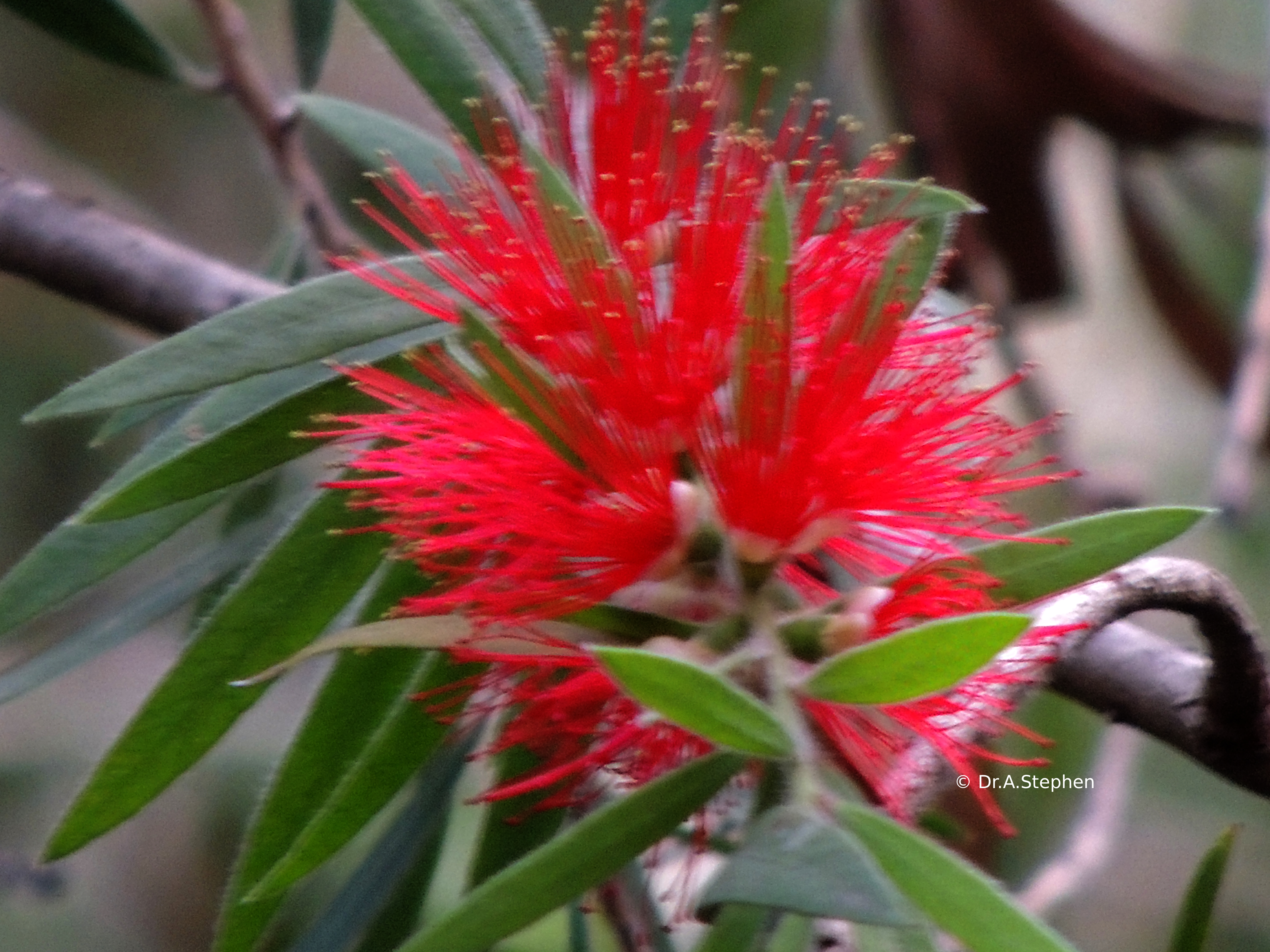 Lemon Bottlebrush