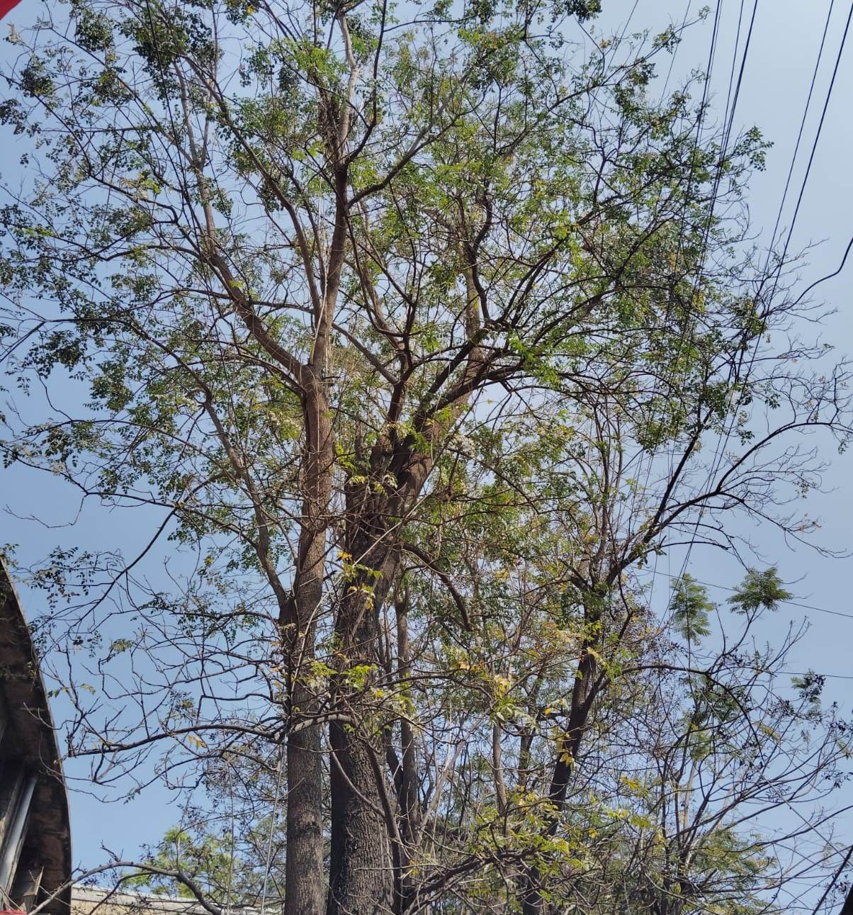 Indian Cork Tree