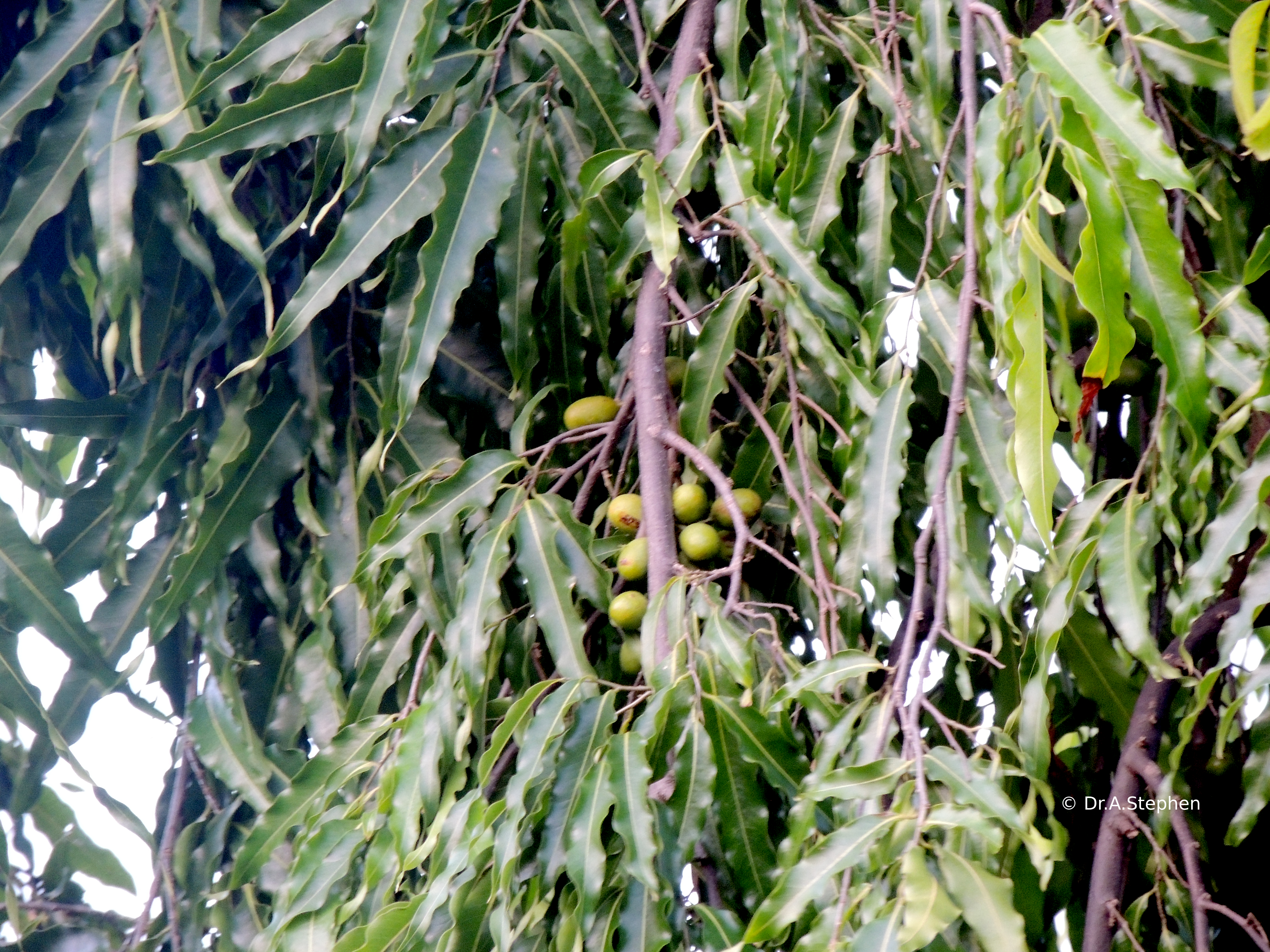 Mast Tree