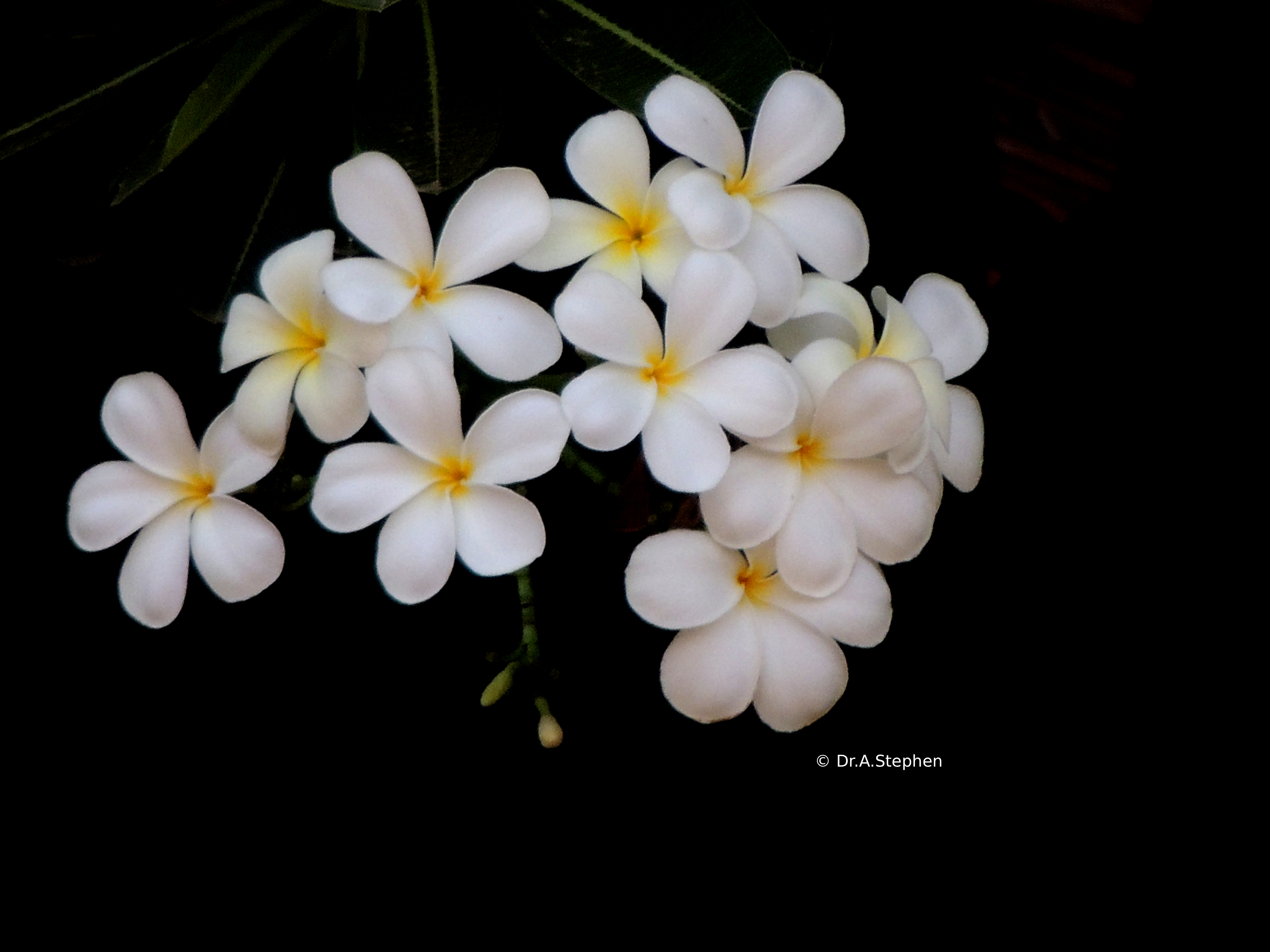 Frangipani