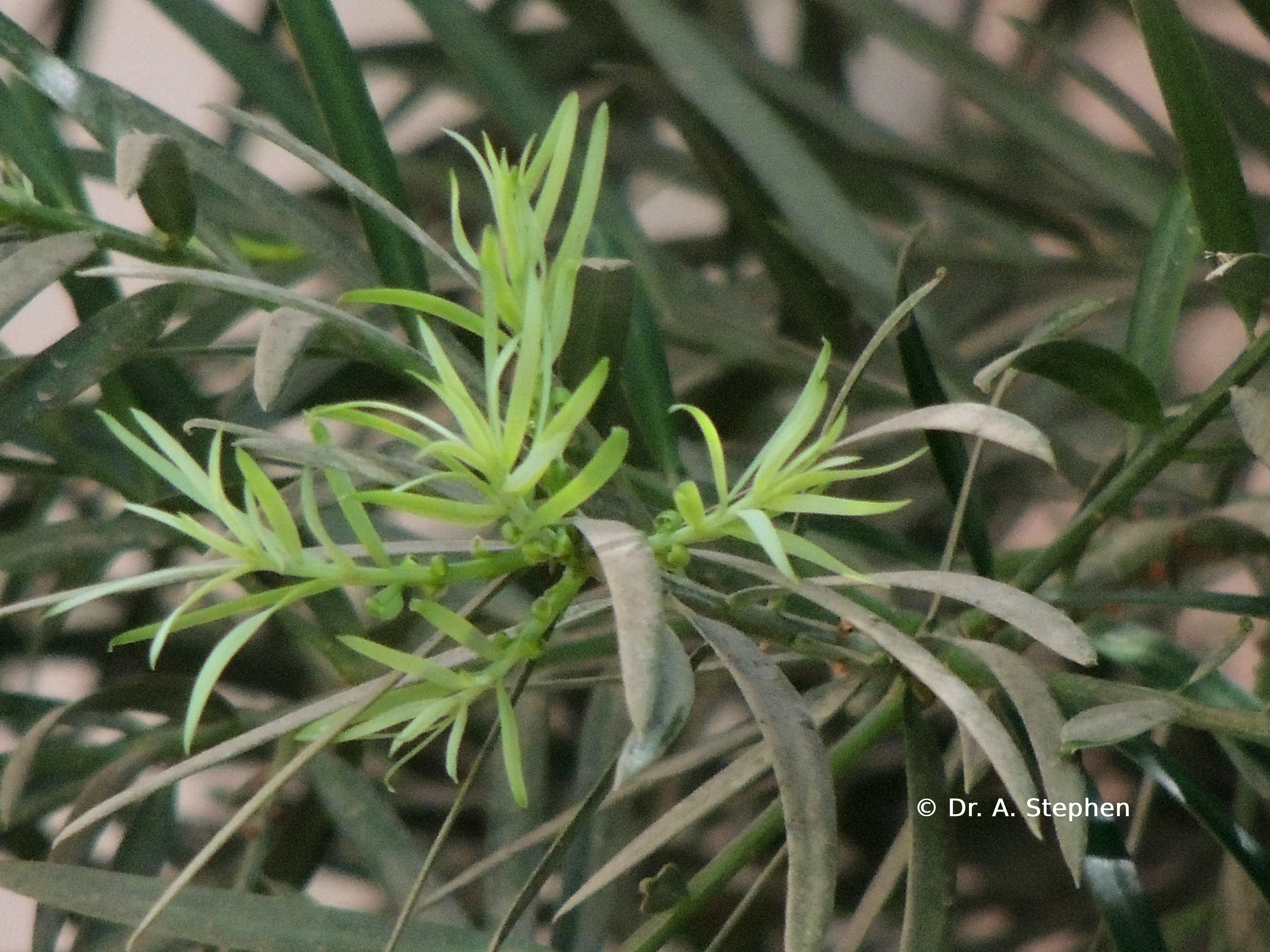 Japanese Yew