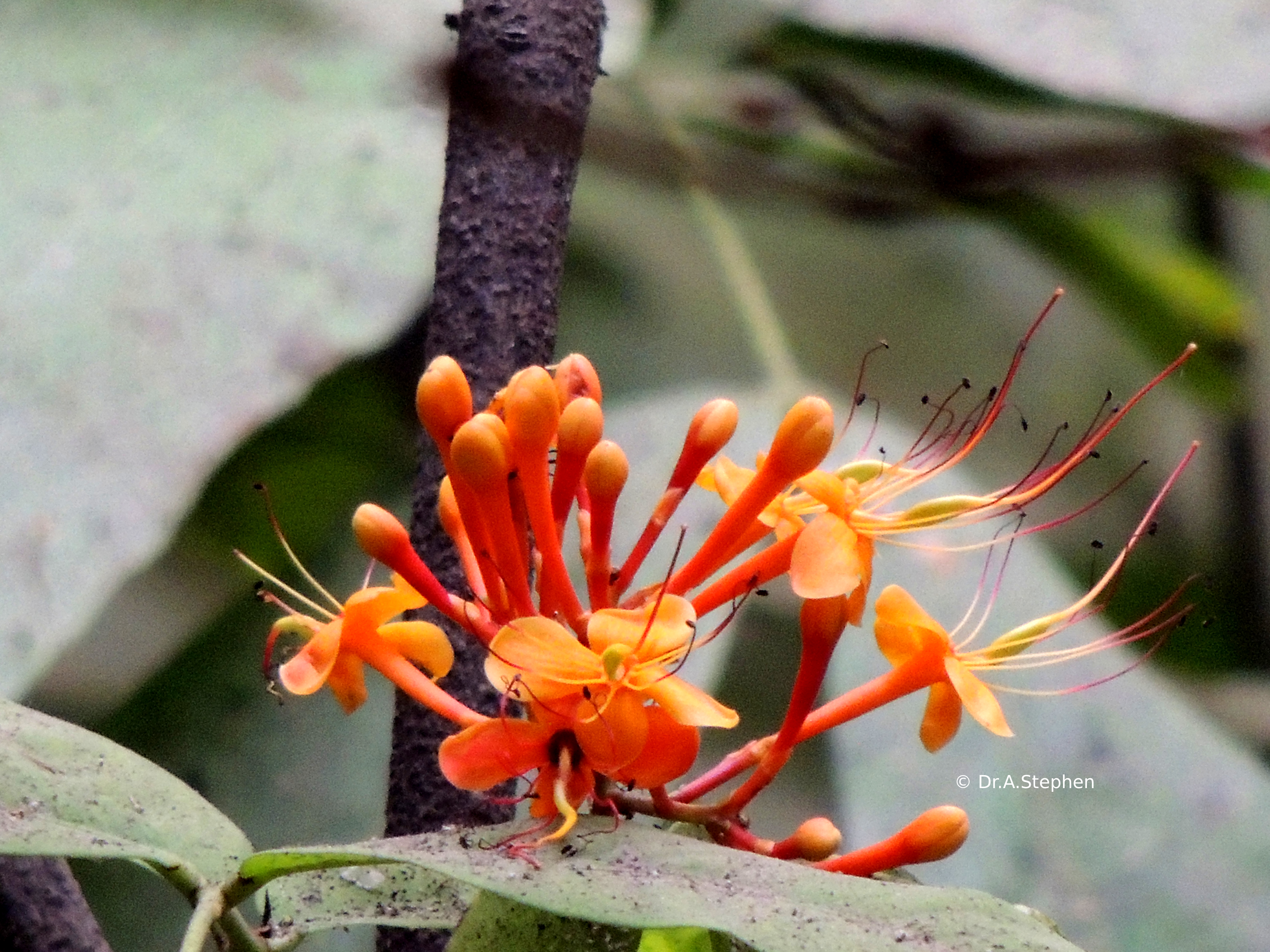 Ashoka Tree