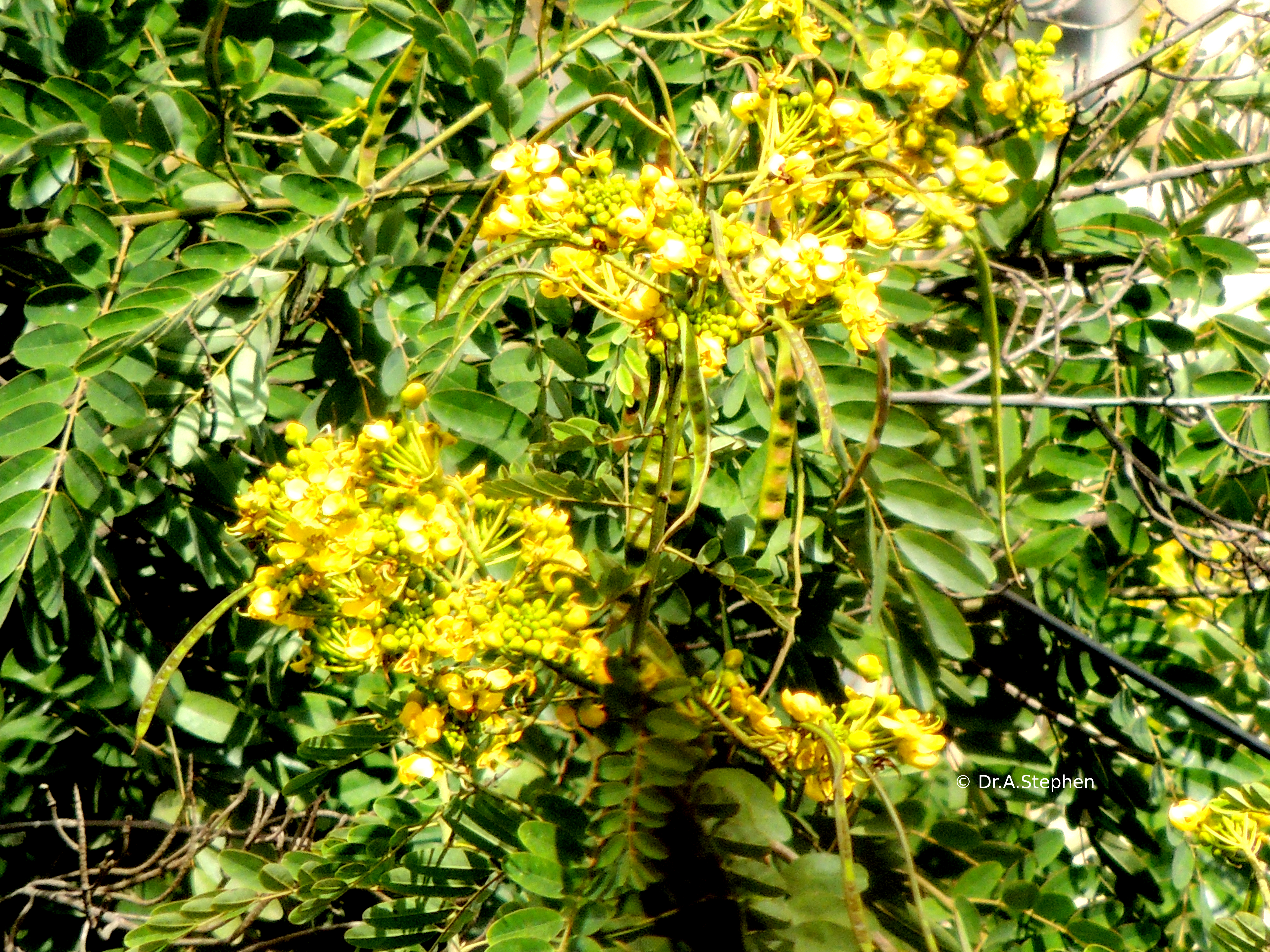 Yellow Cassia