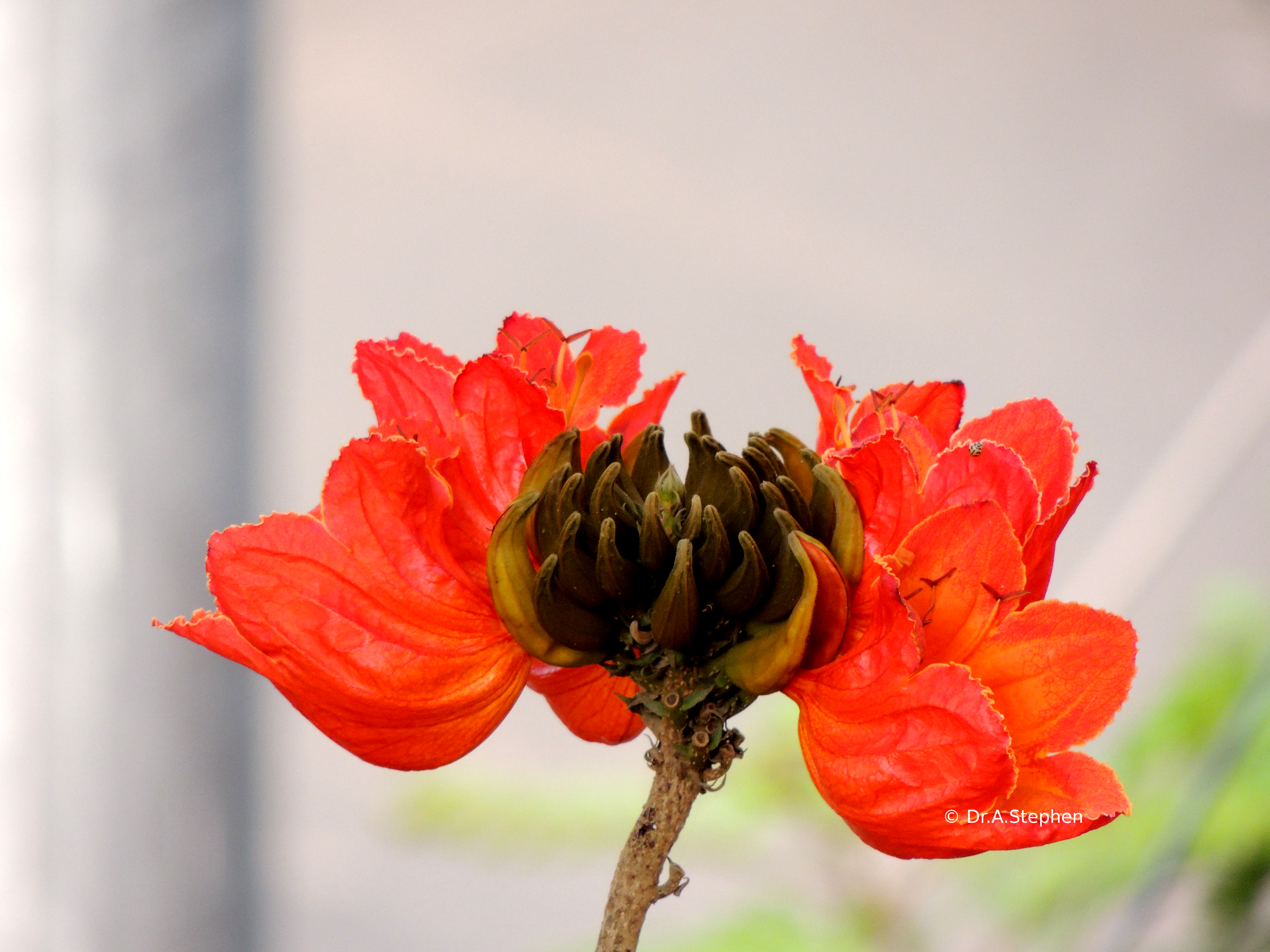 African Tulip Tree