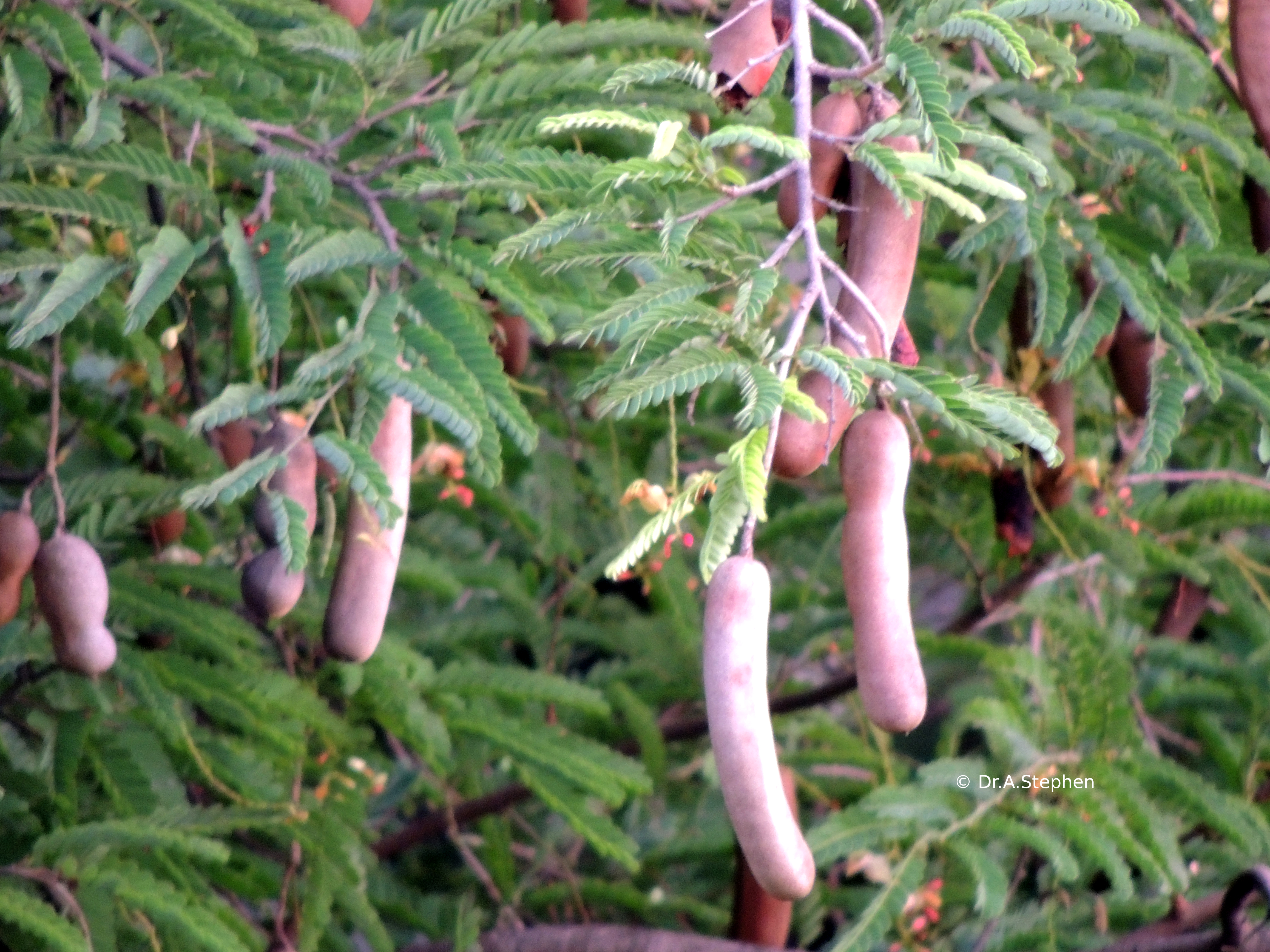 Tamarind