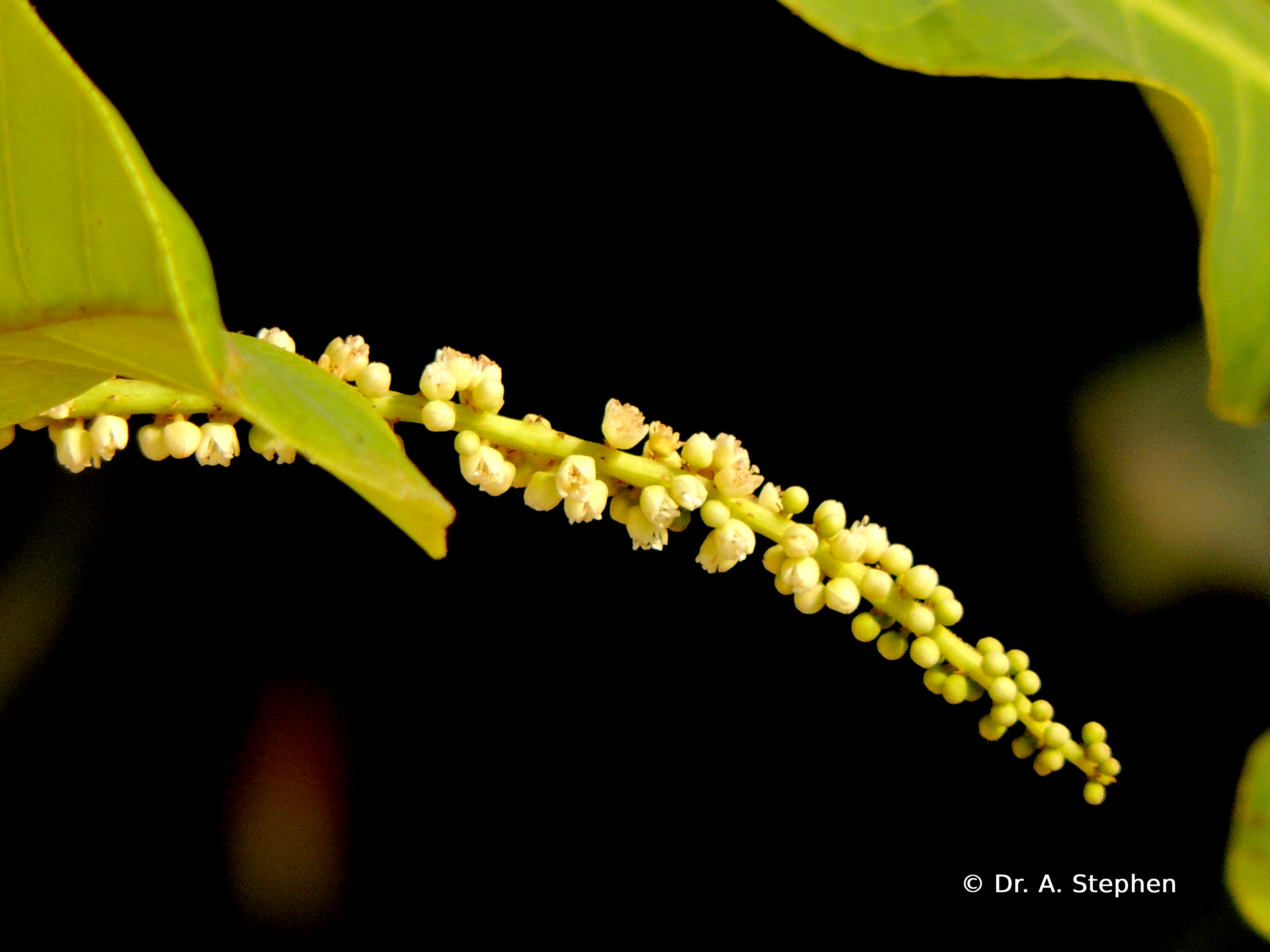Indian Almond