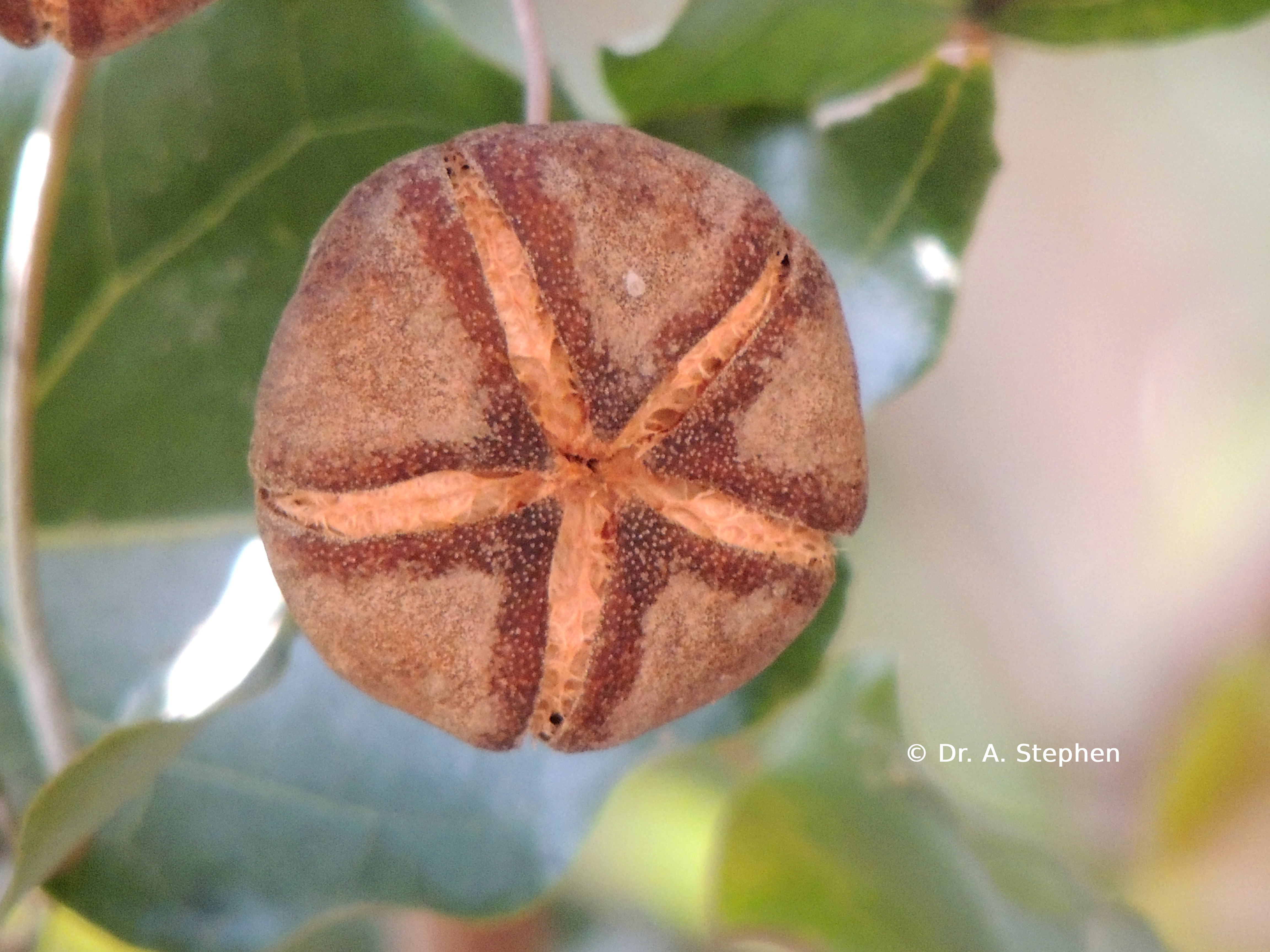 Portia Tree
